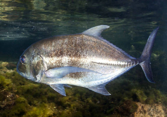 How to Catch a Giant Trevally on Fly (A Complete Guide)