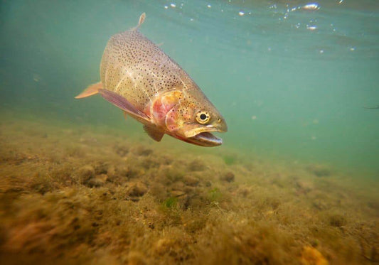 How To Tell If A Trout is Male or Female