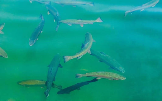 30 Pro Tips For Fly Fishing For Trout (Priceless Guide Advice)