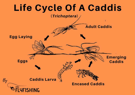 Fly Fishing With Caddisfly: An Angler’s Guide