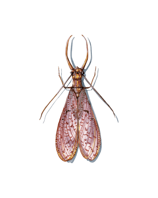 Unveiling the Aquatic Realm: Alderflies, Dobsonflies, and Fishflies