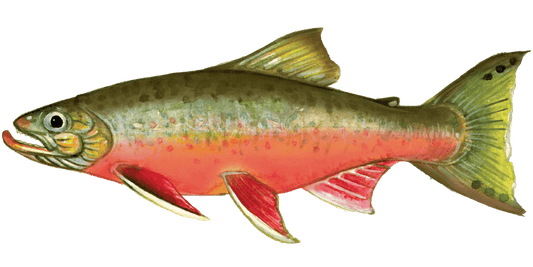 Angling for Arctic Char: A Northern Adventure