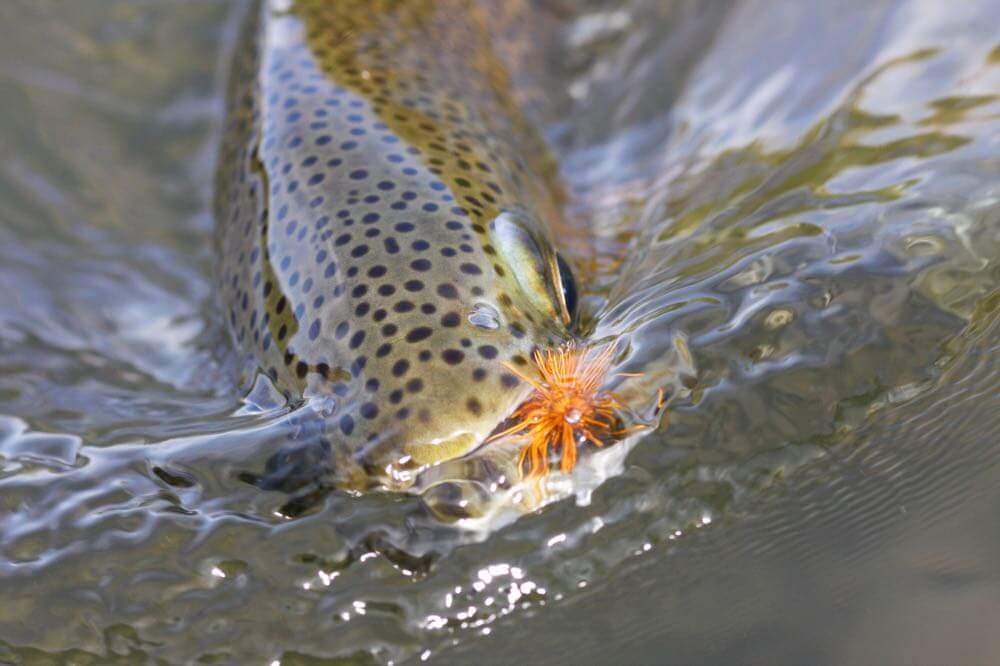 Freshwater Species Trout – Ussuris