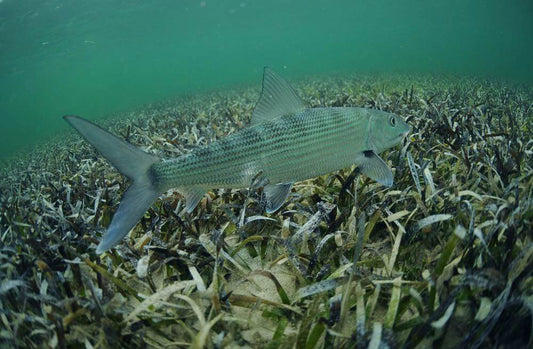 Saltwater Species Bonefish