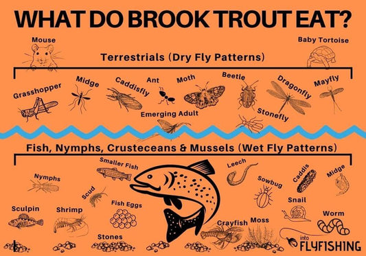 Understand Fish Diets Brook Trout