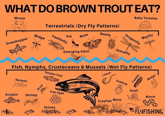 Understand Fish Diets Brown Trout