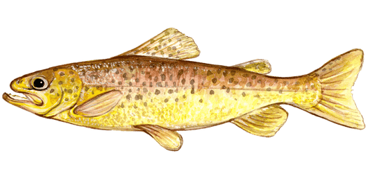 Pursuing Brown Trout: The Art of Fly Fishing