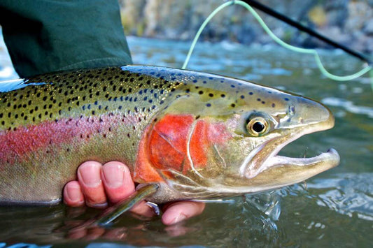 Fly Fishing in Canada: An Angler’s Guide