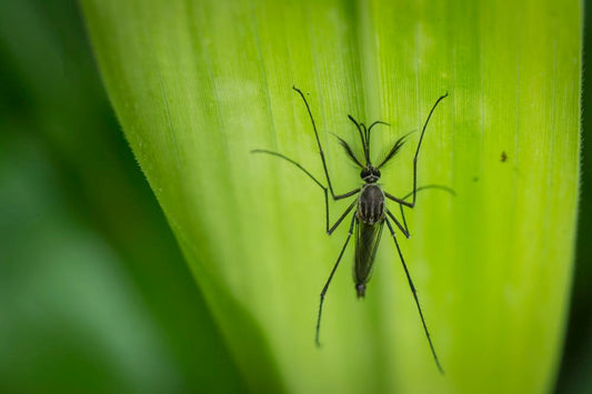 Technique Of The Flies Chironomid