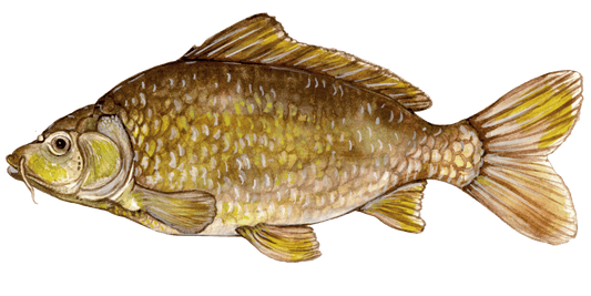 Unconventional Angling: Targeting Common Carp on the Fly