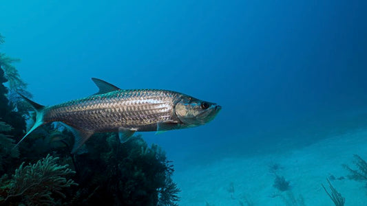 Fly Fishing in Costa Rica (An Angler’s Guide)