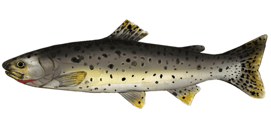 Hooking Cutthroat: The Art of Fly Fishing