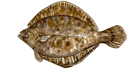 Angling for European Flounder: A Fly Fisher's Approach