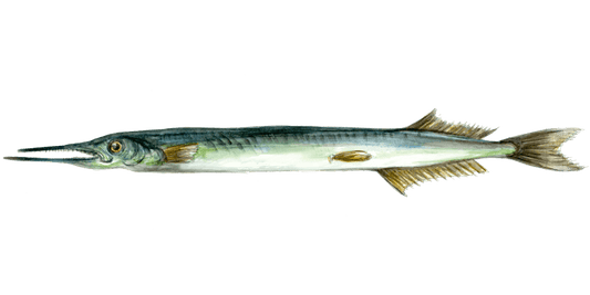 Angling for Gar: A Fresh Approach to Fly Fishing
