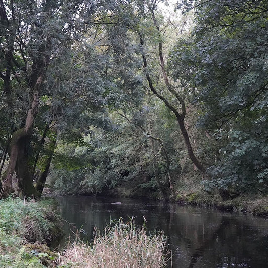 Fly Fishing in Glasgow (The Ultimate Guide)