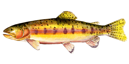 Angling for the Elusive Golden Trout