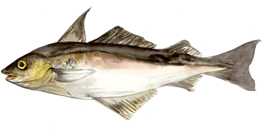 Angling for Haddock: A Fly-Fishing Approach