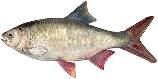 Angling for Innovation: The Art of Idea Fishing