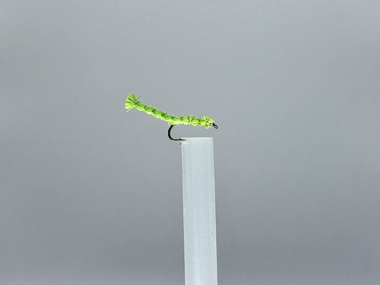 Tiny Steps: The Inch Worm's Journey