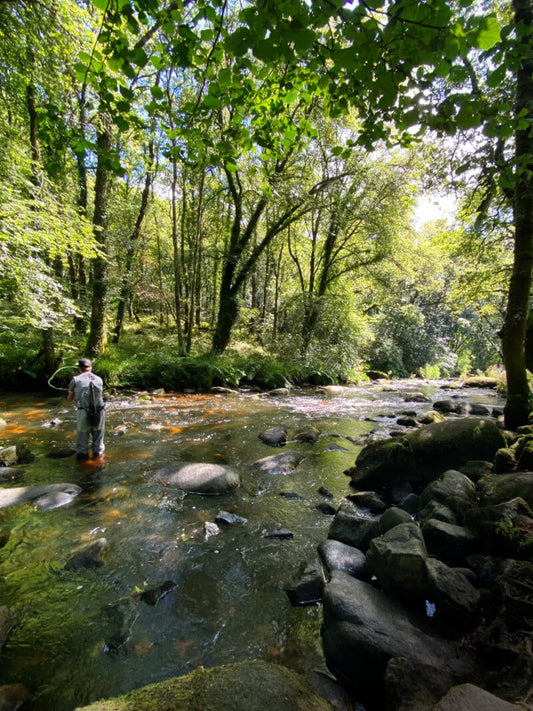 Barregant's Enchanted Elle: A Fresh Perspective