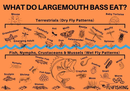 Understand Fish Diets Largemouth Bass