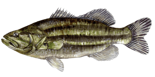 Angling for Largemouth Bass: The Art of Fly Fishing