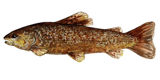 Chasing Marble Trout: The Art of Fly Fishing