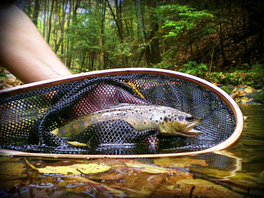 Fishing Net: Exploring Hand, Rubber Mesh, Nylon, and Knotless Options