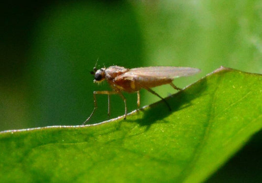 Fly Fishing Midges (Midge Fly Patterns & How To Fish Them)
