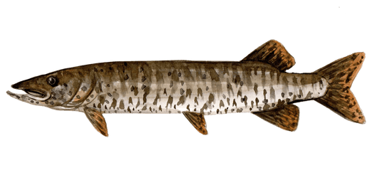 Surfing the Currents for Musky