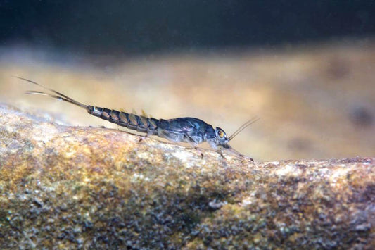 Technique Of The Flies Nymphing