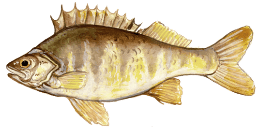 Angling for Perch: The Art of Fly Fishing