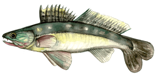 Angling for Pike-Perch: A Fly Fishing Approach