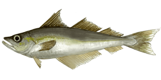 Angling for Pollack: A Freshwater Pursuit