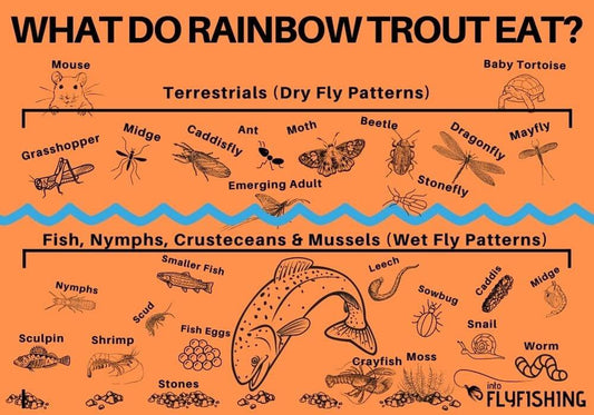 Understand Fish Diets Rainbow Trout
