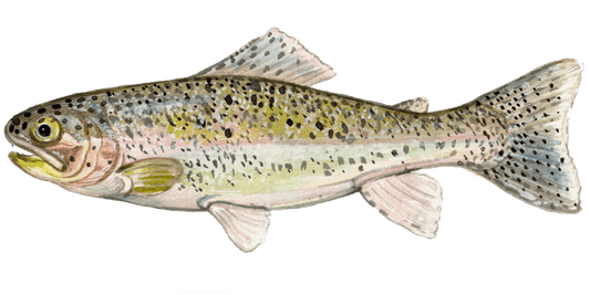 Angling for Rainbow Trout: Mastering the Fly
