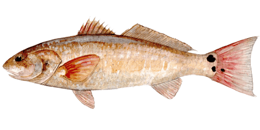 Chasing Redfish with a Fly Rod
