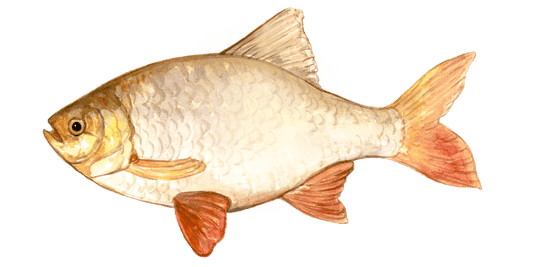 Angling for Roach: The Art of Fly Fishing