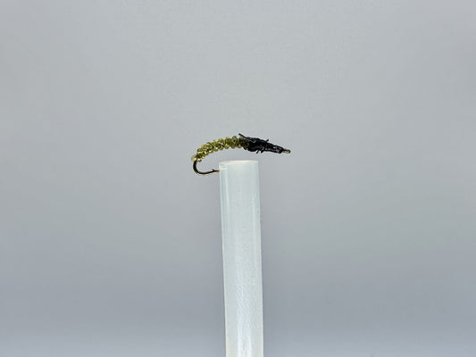 Stone-Boring Larva