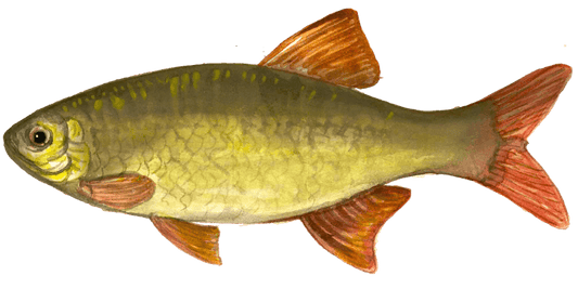 Angling for Rudd: The Fly Fishing Approach