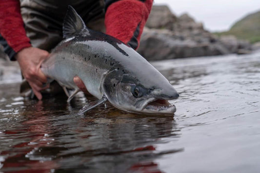 Freshwater Species Salmon