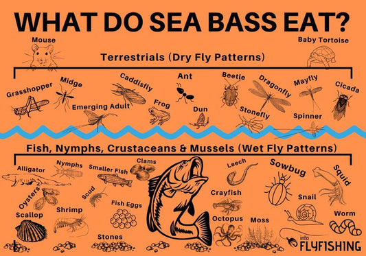 Understand Fish Diets Sea Bass