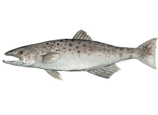 Saltwater Fly Angling for Sea Trout