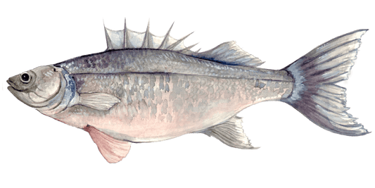 Mastering the Art of Sea Bass Fly Fishing