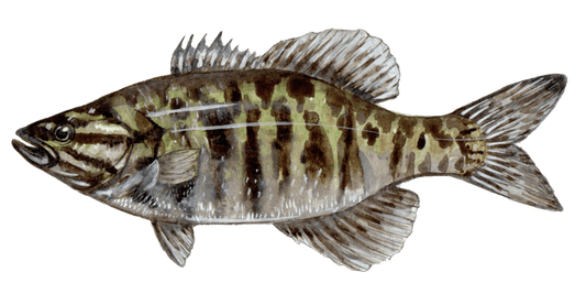 Smallmouth Bass: Mastering the Art of Fly Fishing