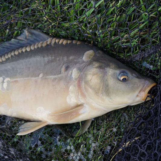 Fly Fishing in Spain (The Ultimate Guide)