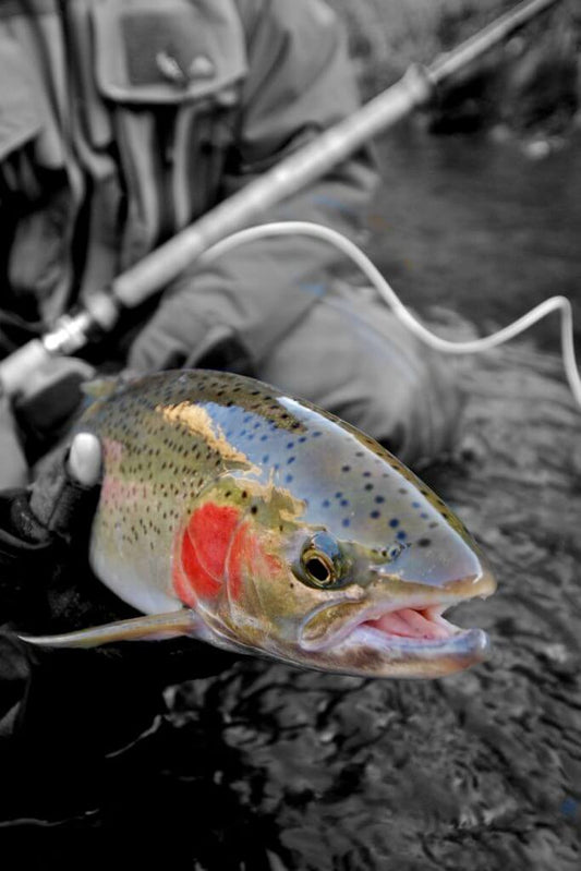 Steelhead Fly Fishing: An Angler’s Guide