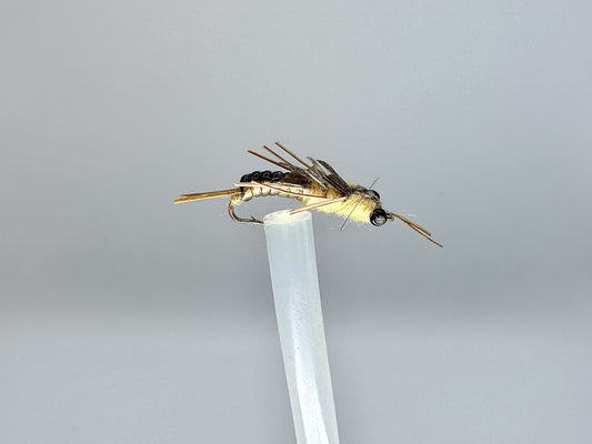 Winged Stone: Nature's Silent Aviator