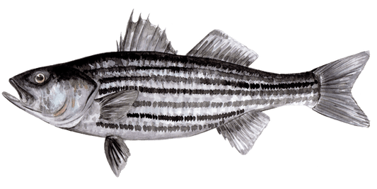 Angling for Striped Bass: A Fly Fisher’s Challenge