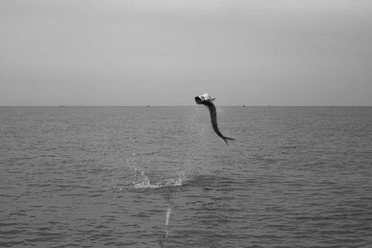 Saltwater Species Tarpon